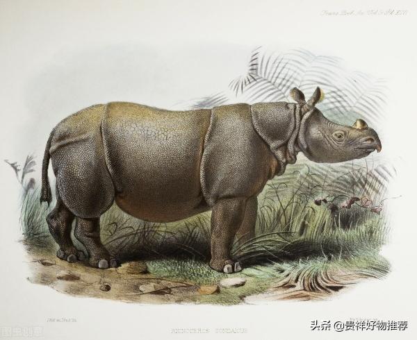 世界珍稀动物第一名（地球上仅剩一只的动物）