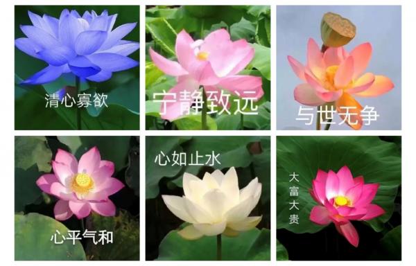 老年人网名大全（简单又好听的老人网名）