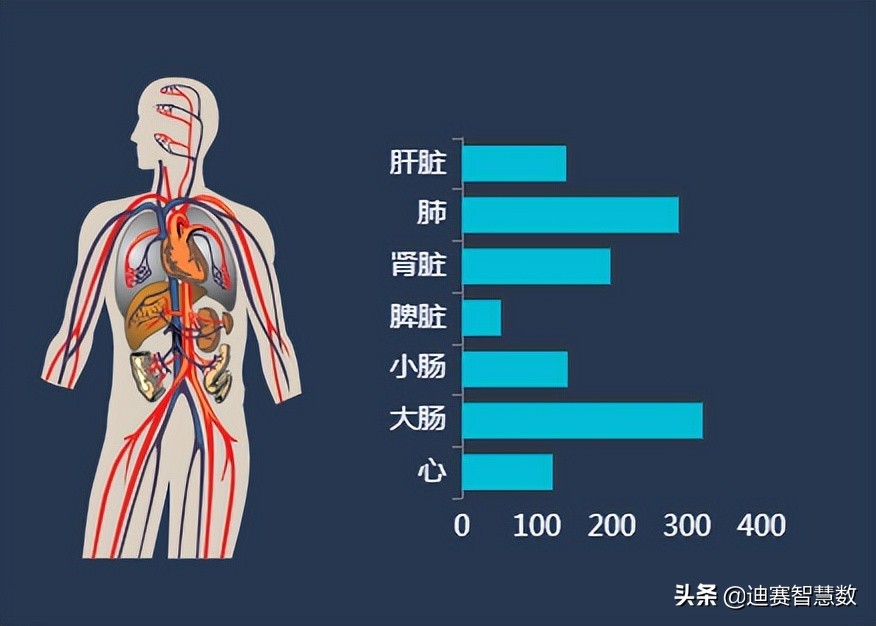 人体内脏结构图 人体各个器官的位置分布图