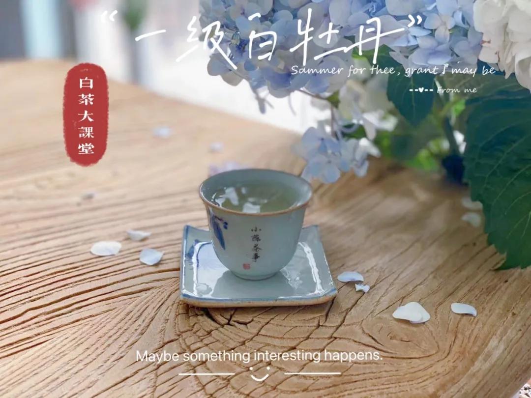 白茶属于什么茶(白茶的好处和功效)