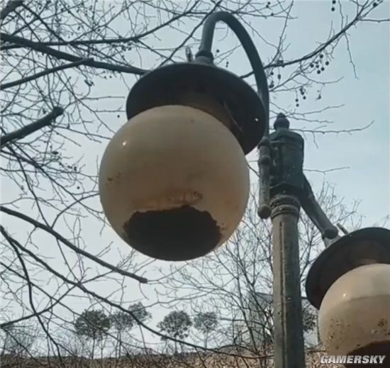 一条小鱼误入路灯罩存活半年：堪称“鱼坚强”