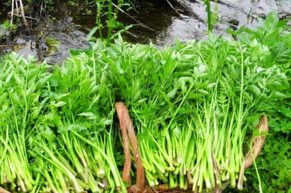 中国的野生菜有哪些（农村常见的一种野菜）