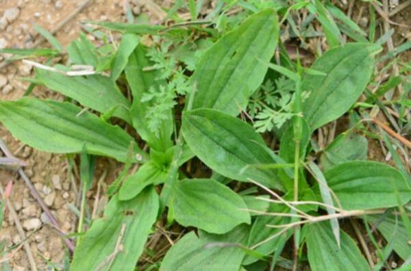 中国十大珍稀植物药材（古代罕见珍贵药材）