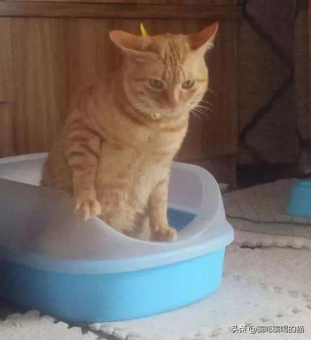 猫砂使用方法（猫砂处理教程）